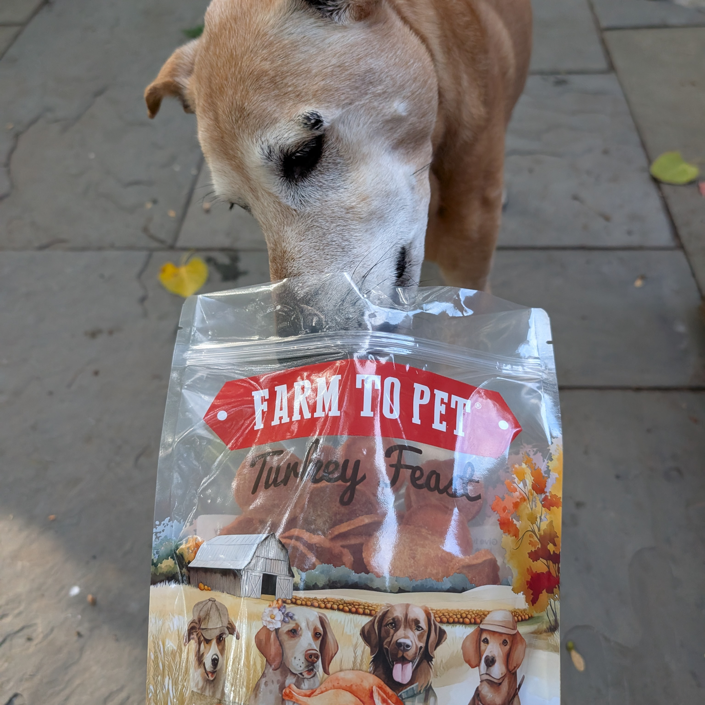 Turkey Feast Dog Treats (12 oz)