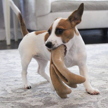 Bacon-Scented Antler Chew Dog Toy - Large