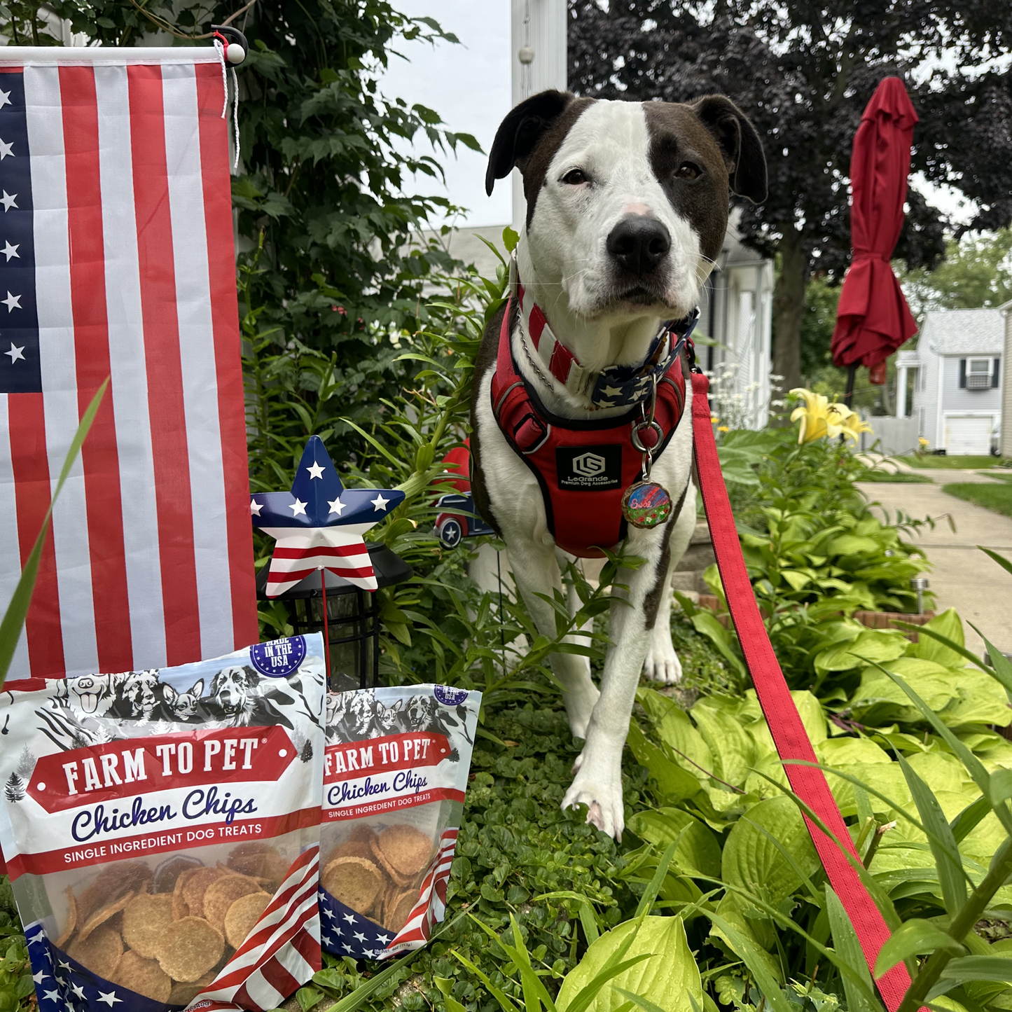 Americana Chicken Chips Dog Treats